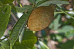 Bottlebrush buckeye